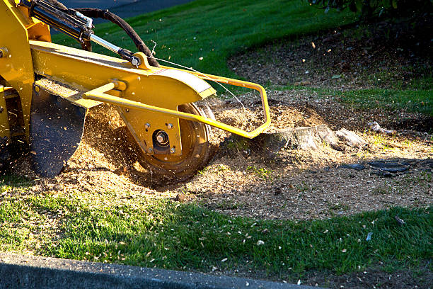 Professional Tree Services in Kenilworth, IL