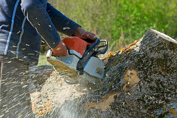 Best Tree and Shrub Care  in Kenworth, IL
